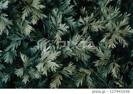 Dark Green Leaves Form Lush Canopy, Botanical Beauty Unfolds in Nature's Embrace. 127941036