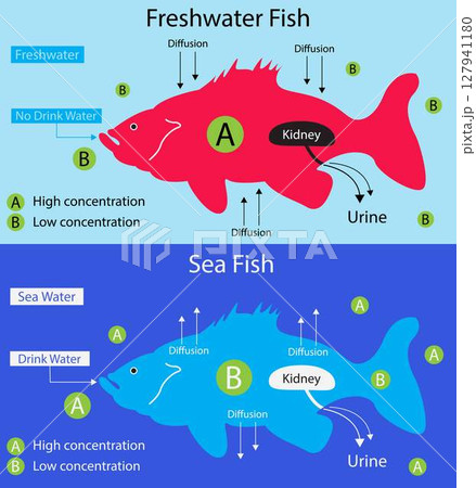 illustration of biology, Differences between Freshwater Fish and Saltwater Fish, Many freshwater fish can be found in rivers and lakes, Saltwater fish are found in the ocean 127941180