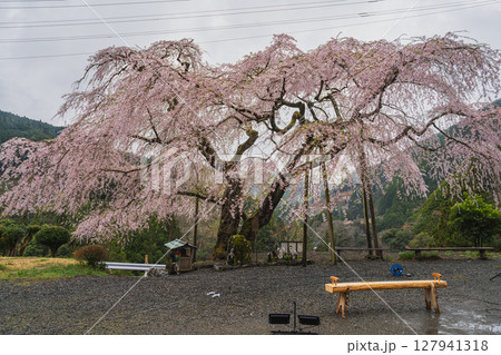 島田市川根町の寿永の桜の風景(静岡県) 島田市川根町の寿永の桜の風景(静岡県) 127941318