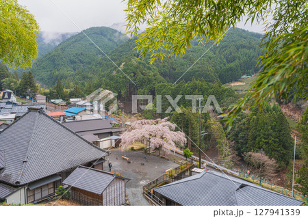 島田市川根町の寿永の桜の風景(静岡県) 127941339