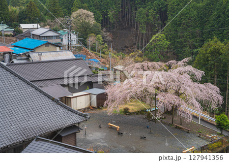 島田市川根町の寿永の桜の風景(静岡県) 127941356