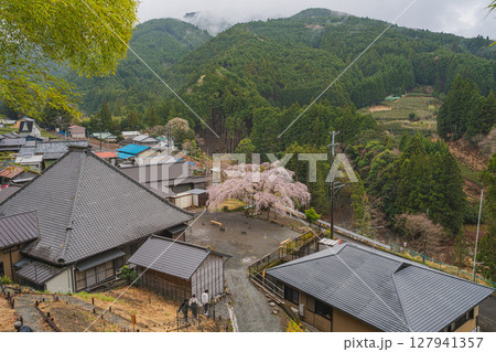 島田市川根町の寿永の桜の風景(静岡県) 127941357