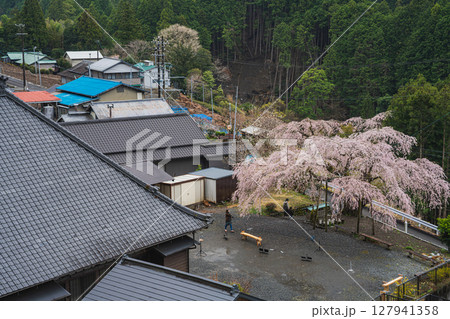島田市川根町の寿永の桜の風景(静岡県) 127941358