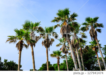 ワシントンヤシ ワシントンヤシ 127941474