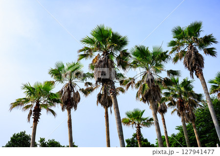 ワシントンヤシ ワシントンヤシ 127941477