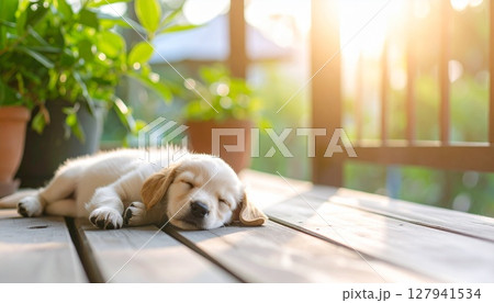 ウッドデッキで昼寝をするレトリーバーの仔犬 127941534