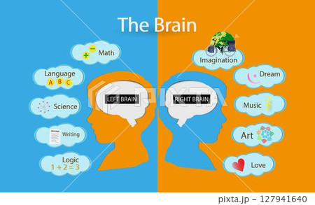 illustration of biology, the left hemisphere controls speech, comprehension, arithmetic, and writing. The right hemisphere controls creativity, spatial ability, artistic, and musical skills 127941640
