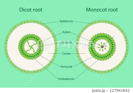 illustration of Biology, Monocot stem, Dicot stem, dicot stems have trichomes, monocot stems do not have trichomes, phloem and xylem 127941642