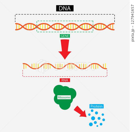illustration of biology, Scientific biological model DNA and RNA transcription and translation, Molecular Structure Of DNA 127941657