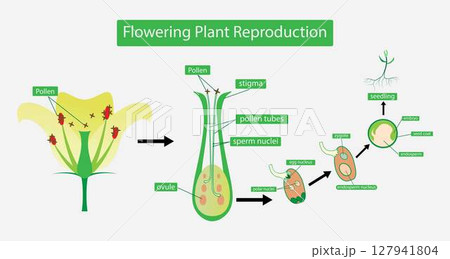 illustration of biology, Flowering plant Reproduction, Flowers contain male sex organs call stamens, Plant reproduction is the production of new offspring in plants, Reproduction in angiosperms illustration of biology, Flowering plant Reproduction, Flowers contain male sex organs call stamens, Plant reproduction is the production of new offspring in plants, Reproduction in angiosperms 127941804