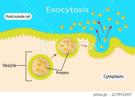 illustration of biology, Exocytosis, Fusion of secretory vesicles with the plasma membrane results in the discharge of vesicle content into the extracellular space 127941807