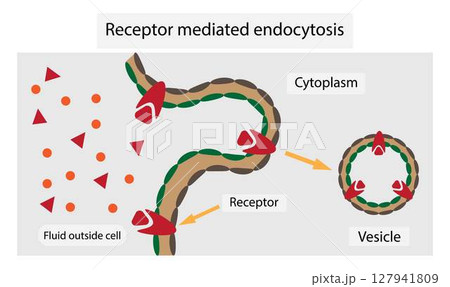 illustration of biology, Receptor mediated endocytosis is a process by which cells absorb metabolites, hormones, proteins and in some cases viruses by the inward budding of the plasma membrane 127941809