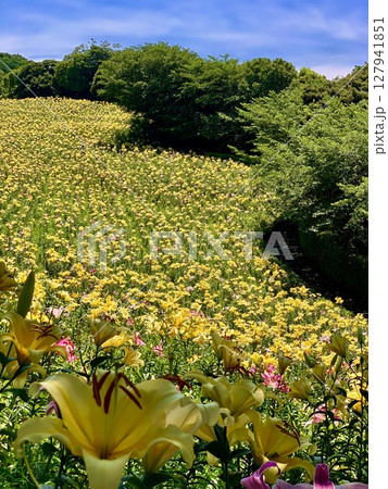 青空と新緑に囲まれ、見頃を迎えた黄色い百合の花畑〈可睡ゆりの園/静岡県袋井市〉 青空と新緑に囲まれ、見頃を迎えた黄色い百合の花畑〈可睡ゆりの園/静岡県袋井市〉 127941851