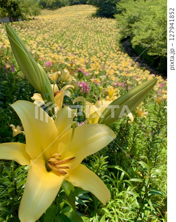 青空と新緑に囲まれ、見頃を迎えた黄色い百合の花畑〈可睡ゆりの園/静岡県袋井市〉 青空と新緑に囲まれ、見頃を迎えた黄色い百合の花畑〈可睡ゆりの園/静岡県袋井市〉 127941852