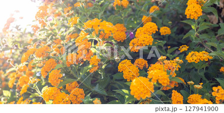 Vibrant orange flowers blooming in a lush garden with sunlight illuminating the scene Vibrant orange flowers blooming in a lush garden with sunlight illuminating the scene 127941900