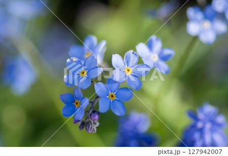 Delicate forget-me-not flowers in spring Delicate forget-me-not flowers in spring 127942007