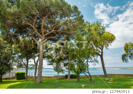 Mediterranean coastal park with pine trees and sea. Porec, Croatia. 127942013