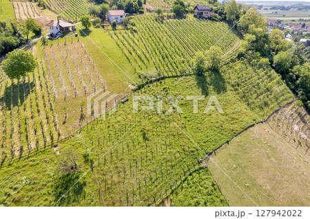 Aerial drone view of vineyard landscape in rural Lendava, Slovenia. Aerial drone view of vineyard landscape in rural Lendava, Slovenia. 127942022