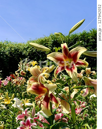 青空と新緑に囲まれた、カラフルな百合の競演〈可睡ゆりの園/静岡県袋井市〉 127942052
