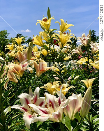 青空と新緑に囲まれた、カラフルな百合の競演〈可睡ゆりの園/静岡県袋井市〉 青空と新緑に囲まれた、カラフルな百合の競演〈可睡ゆりの園/静岡県袋井市〉 127942053