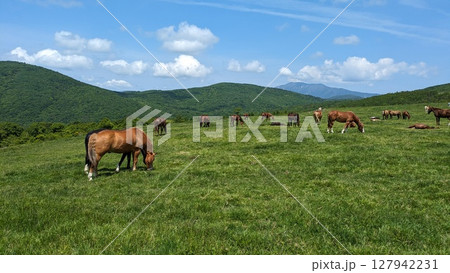 遠野・荒川高原で草を食む馬たち 遠野・荒川高原で草を食む馬たち 127942231