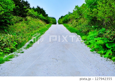 白い道　(北海道稚内市) 127942355