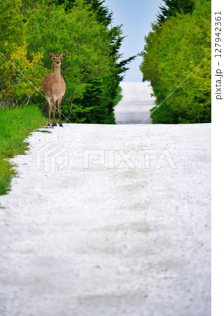 北海道 白い道とエゾシカ 北海道 白い道とエゾシカ 127942361