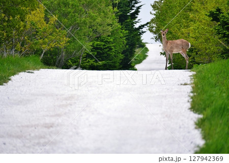 北海道 白い道とエゾシカ 北海道 白い道とエゾシカ 127942369
