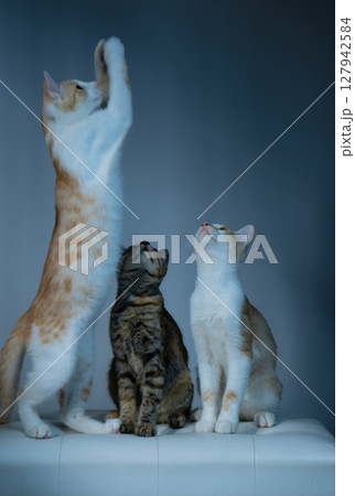 Curious and inquisitive Cats Who Are Reaching Out for Something Truly Special and Unique 127942584