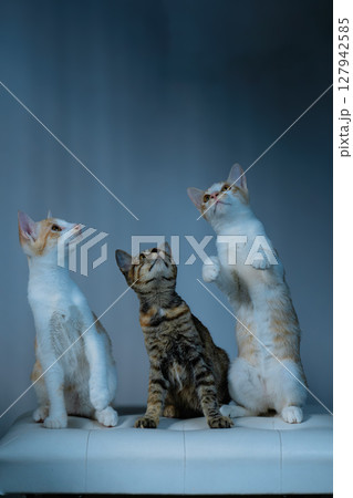 Playful cats in a vibrant studio, capturing delightful moments of their charming antics 127942585
