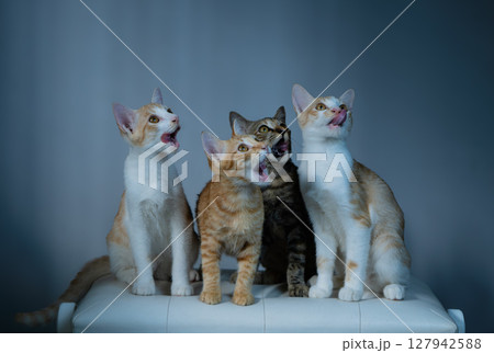 A group of playful cats joyfully singing together in a bright and cheerful atmosphere A group of playful cats joyfully singing together in a bright and cheerful atmosphere 127942588