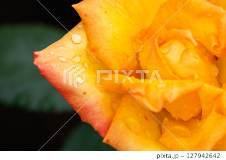 raindrop on orange rose petal, close up raindrop on orange rose petal, close up 127942642