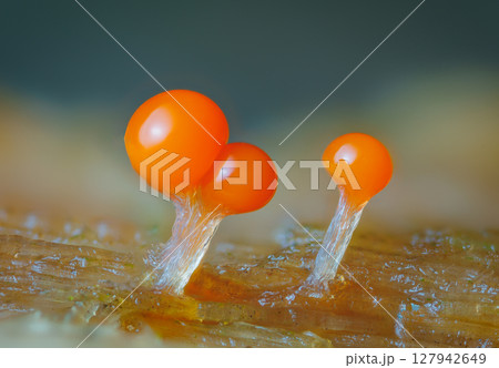 Orange slime mold - Trichia decipiens, it's a small protist organism 127942649