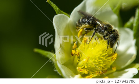 honey bee pollinates a white strawberry flower, macro photo 127942700