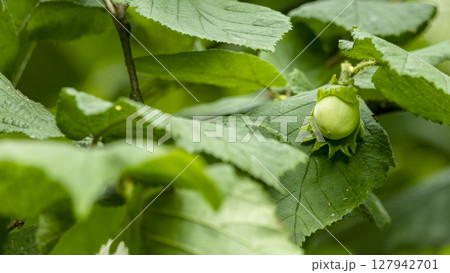 green hazelnut fruit on a branch macro photography 127942701