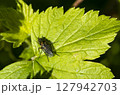 multi-colored fly on a leaf of a bush, macro photo 127942703