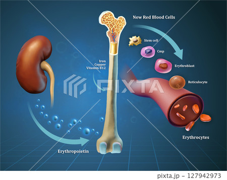 Red blood cells formation 127942973