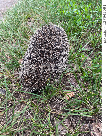 A hedgehog is standing in the grass. 127943091