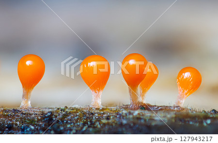 Orange slime mold - Trichia decipiens, it's a small protist organism Orange slime mold - Trichia decipiens, it's a small protist organism 127943217