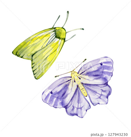 Watercolor illustration of two realistic moths. Perfect for nature prints, vintage designs, and entomology-themed projects. 127943230