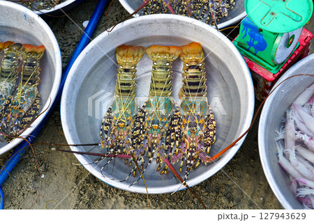 Fresh lobsters on display in metal bowl at a Vietnamese seaside market, ready for weighing and sale 127943629