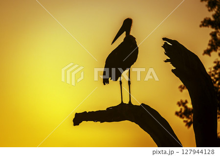 Marabou stork in Greater Kruger National park, South Africa 127944128
