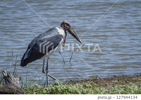 Marabou stork in Greater Kruger National park, South Africa 127944134