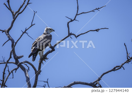 Martial Eagle in Greater Kruger National park, South Africa 127944140