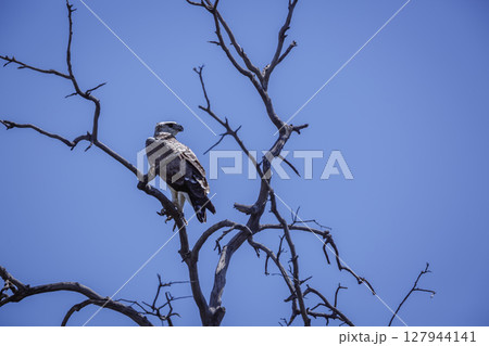 Martial Eagle in Greater Kruger National park, South Africa 127944141