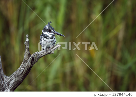 Pied kingfisher in Greater Kruger National park, South Africa 127944146