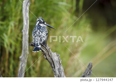 Pied kingfisher in Greater Kruger National park, South Africa Pied kingfisher in Greater Kruger National park, South Africa 127944147