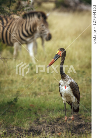 Saddle billed stork in Greater Kruger National park, South Africa Saddle billed stork in Greater Kruger National park, South Africa 127944153
