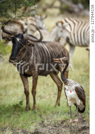 Saddle billed stork in Greater Kruger National park, South Africa 127944156
