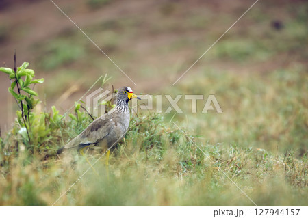 African wattled Lapwing in Greater Kruger National park, South Africa 127944157